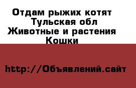 Отдам рыжих котят - Тульская обл. Животные и растения » Кошки   